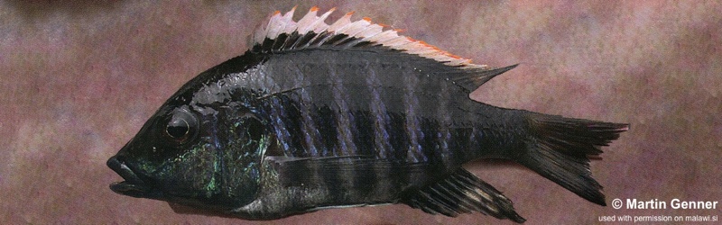 Placidochromis sp. 'white-orange dorsal' Nkhata Bay